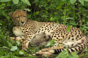 Kuno National Park Welcomes Four New Cheetah Cubs, India’s Total Reaches 56