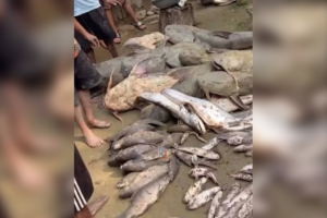 Health Alert: Avoid Buying and Consuming Fish from Flood-Hit Waters in Kushinagar